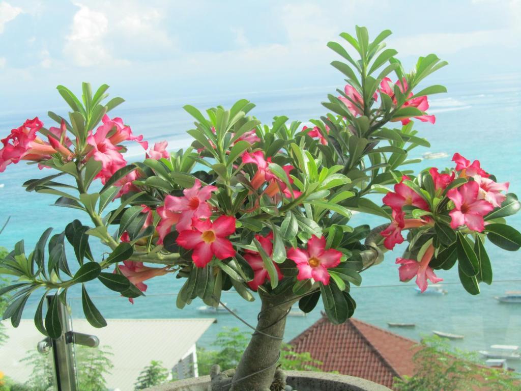 Lembongan Harmony Villas Quarto foto
